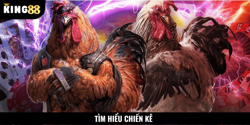 Nắm rõ thành tích của gà chiến trước khi đặt cược